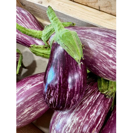 Aubergine