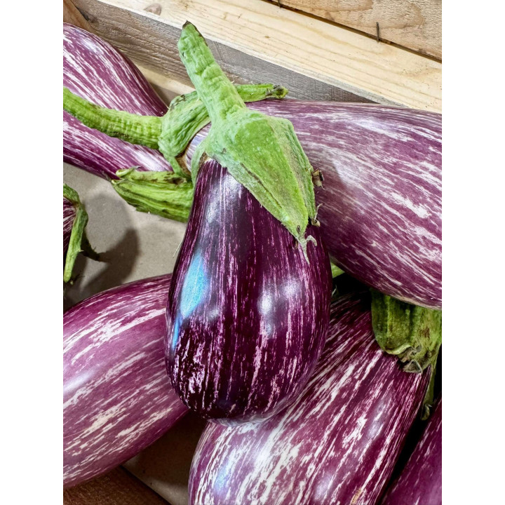 Aubergine